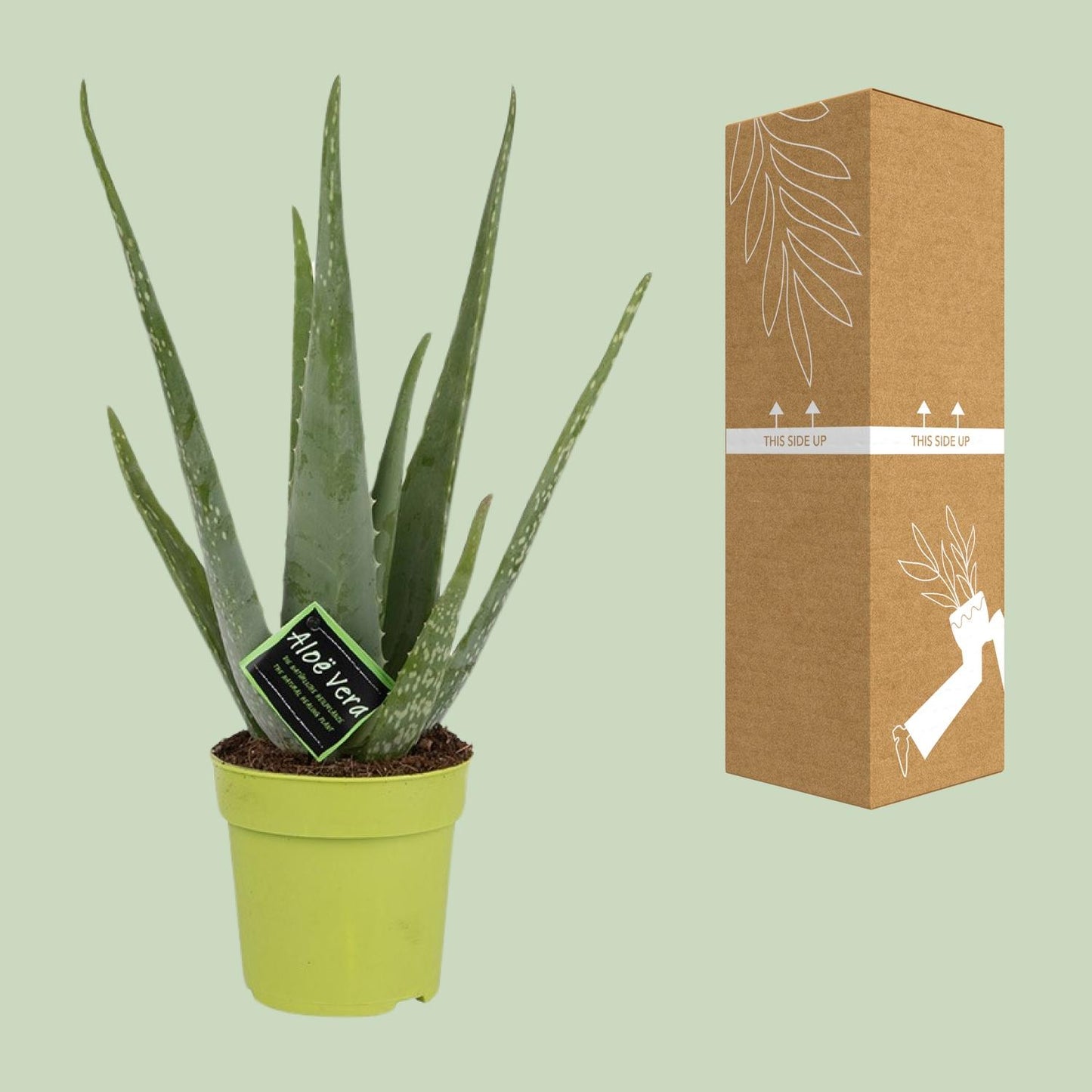 Aloe Vera Zimmerpflanze Ø12cm, 45cm hoch – Pflegeleicht & Luftreinigend