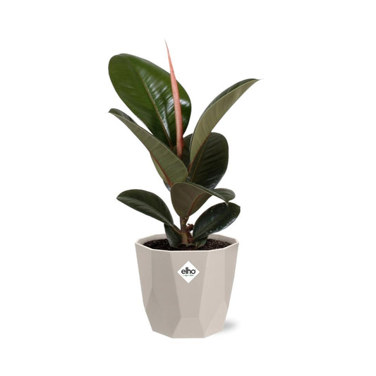 Ficus Elastica ‚Robusta‘ – Pflegeleichte Zimmerpflanze 14 cm