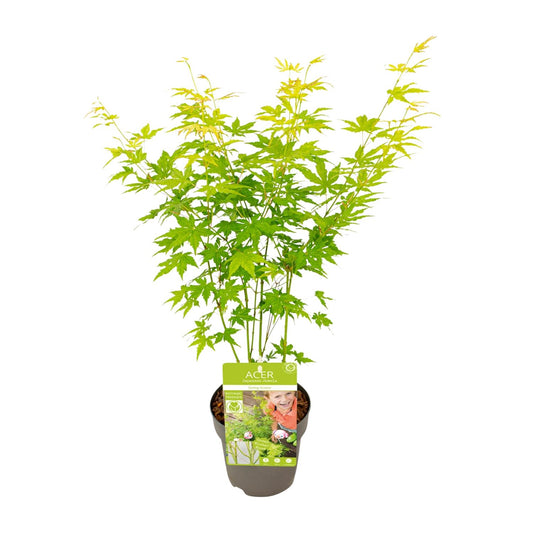 Acer palmatum Going Green – Kompakter Japanischer Ahorn Ø15cm