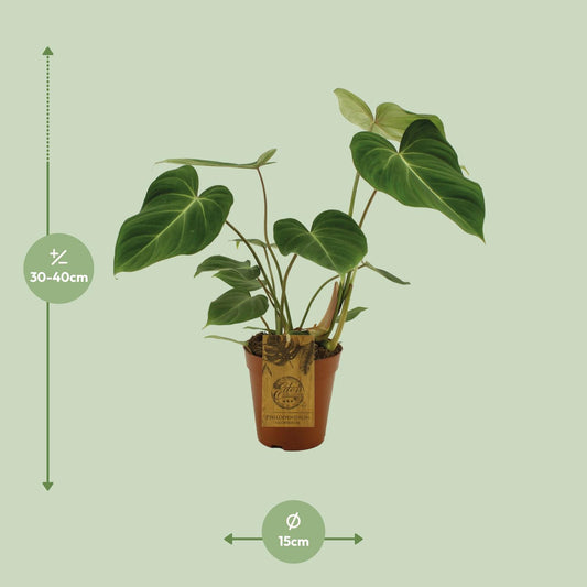 Philodendron Gloriosum – Samtblatt Zimmerpflanze Ø15cm