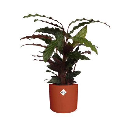 Calathea Rufibarba ‘Tropistar’ in ELHO b.for soft rond 14cm brique