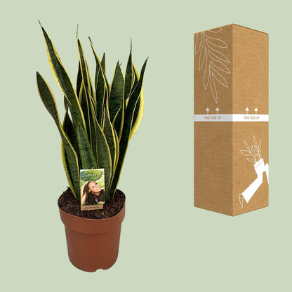 Sansevieria Trifasciata Laurentii – Pflegeleichte Schwiegermutterzunge Ø21cm