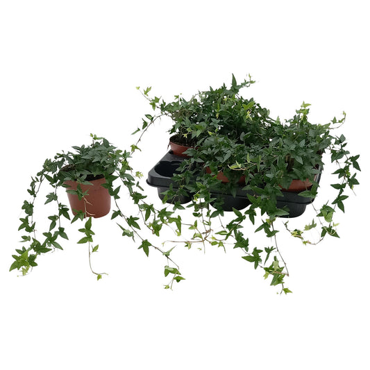 Hedera Helix 'Shamrock' – Pflegeleichte Efeupflanze Ø13cm