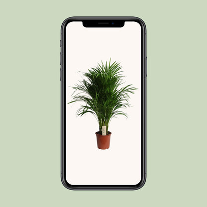 Dypsis Lutescens (Areca) – Pflegeleichte Zimmerpflanze Ø21cm