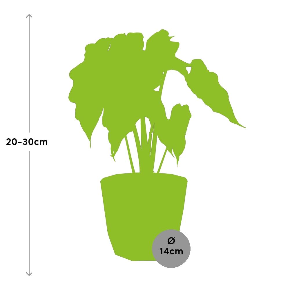 Alocasia ‘Polly’ – Tropische, pflegeleichte Zimmerpflanze im 14cm Topf