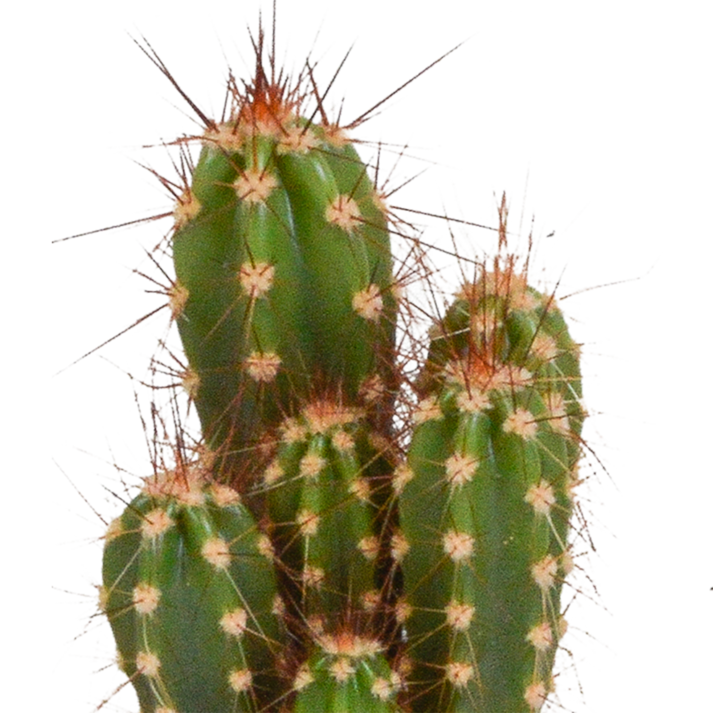 Kakteenmischung 5,5 cm – 10er Set ohne Topf