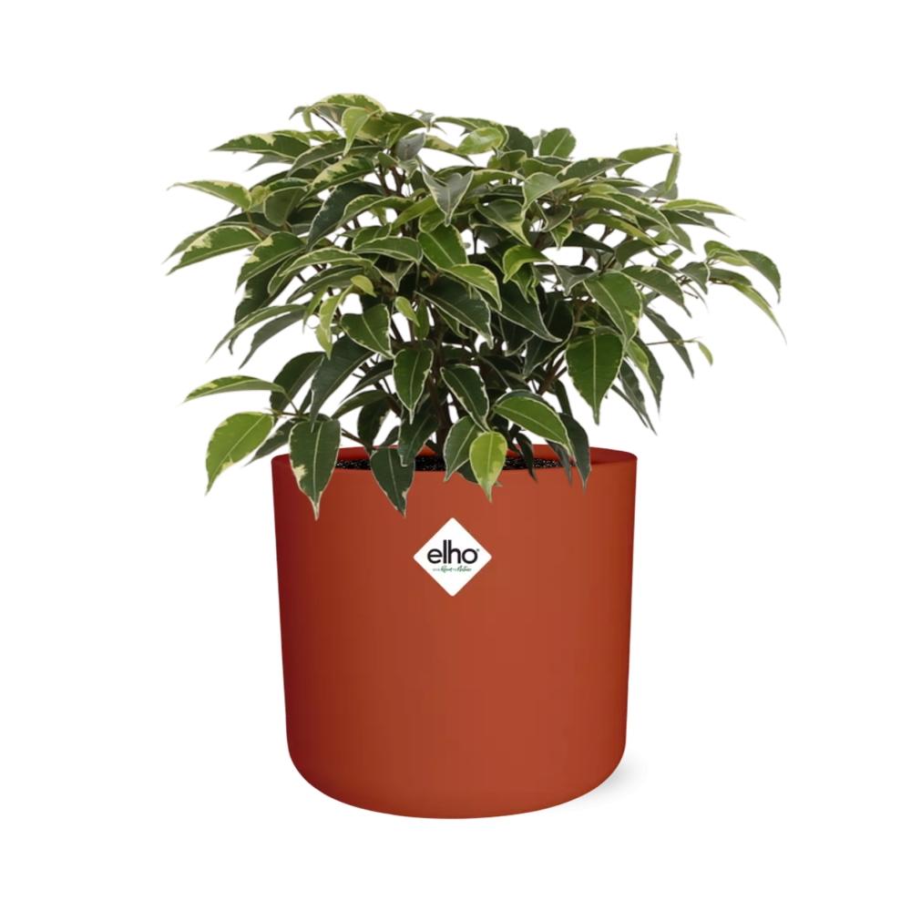 Ficus Benjamina Kinky – Pflegeleichte Zimmerpflanze 14cm