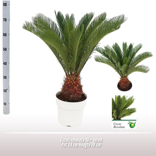 Cycas Revoluta – Robuste und pflegeleichte Zimmerpflanze Ø24 cm
