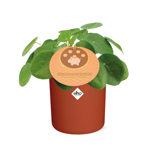 Pilea Peperomioides – pflegeleichte Zimmerpflanze 12 cm