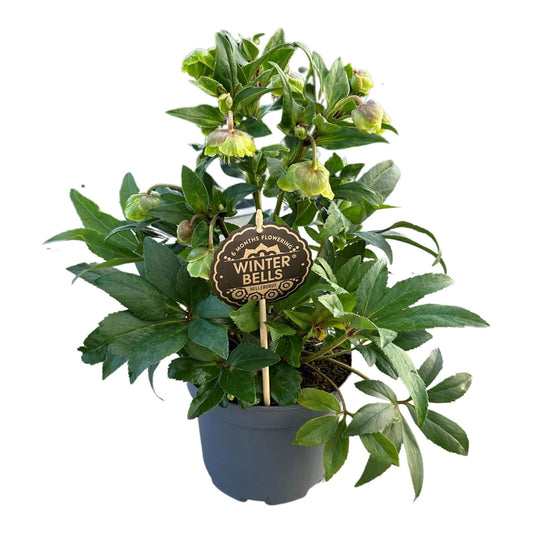 Helleborus Winterbells – Pflegeleichte Winterblüher Ø17cm