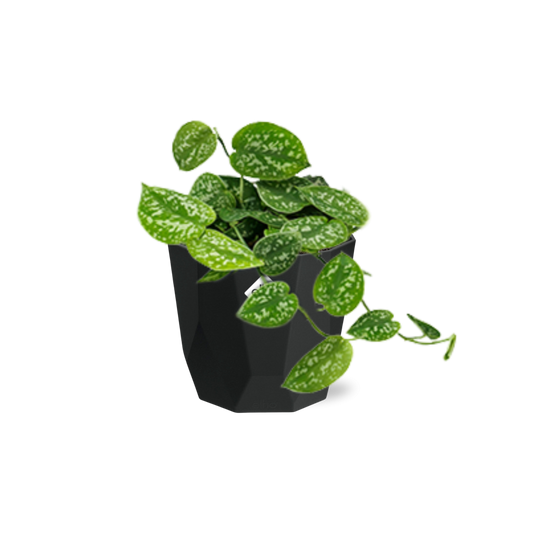 Scindapsus Pictus ‘Argyraeus’ – pflegeleichte Luftreiniger-Pflanze 14cm
