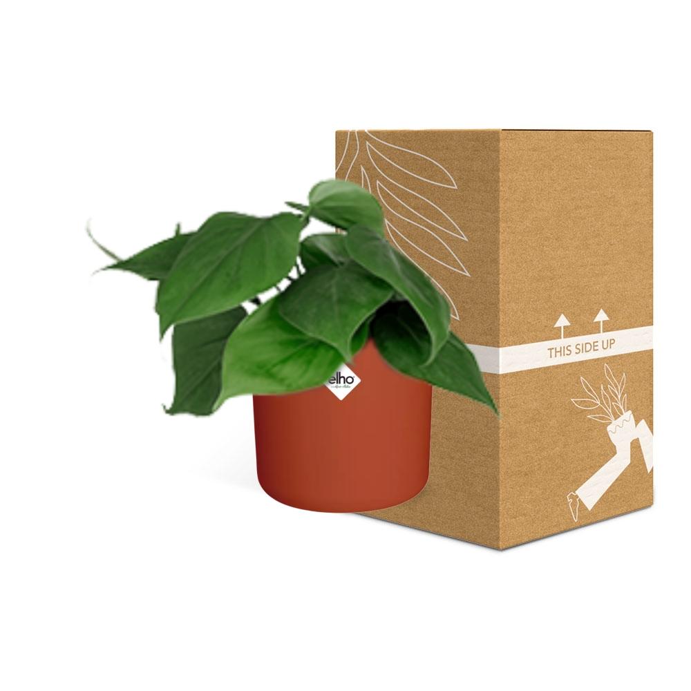 Philodendron Scandens – Pflegeleichte Zimmerpflanze 14 cm