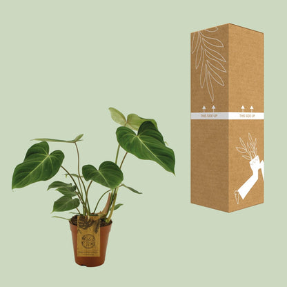 Philodendron Gloriosum – Samtblatt Zimmerpflanze Ø15cm