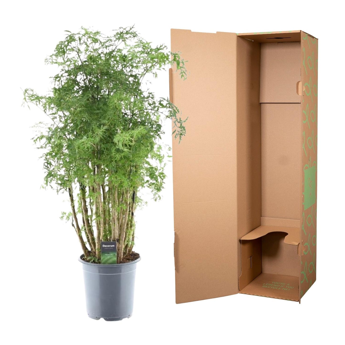 Polyscias Hawaiiana Ming – Pflegeleichte Zimmerpflanze 90 cm