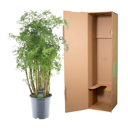 Polyscias Hawaiiana Ming – Pflegeleichte Zimmerpflanze 90 cm