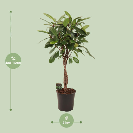 Ficus Cyathistipula Ø24cm – Pflegeleichte Zimmerpflanze