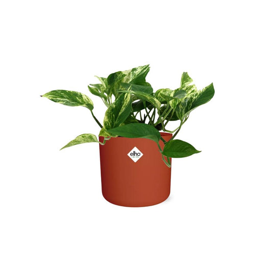 Scindapsus Marble Queen – Pflegeleichte Zimmerpflanze 14cm