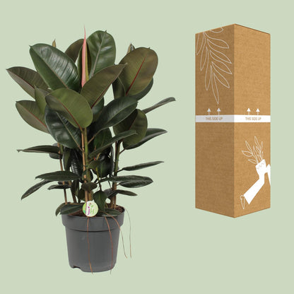 Ficus Robusta – Pflegeleichte Zimmerpflanze Ø27cm