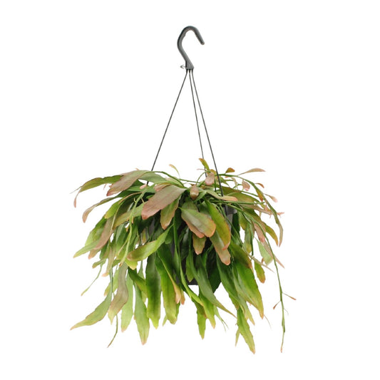 Rhipsalis Red Coral – Exotische pflegeleichte Zimmerpflanze Ø17cm