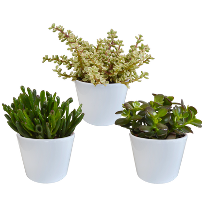 Crassula-Mischung 3er-Set im weißen Topf 10,5 cm