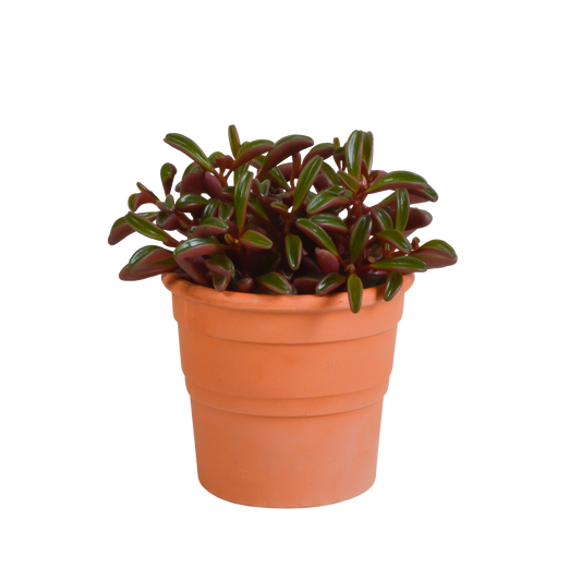 Peperomia graveolens im mediterranen Terrakottatopf