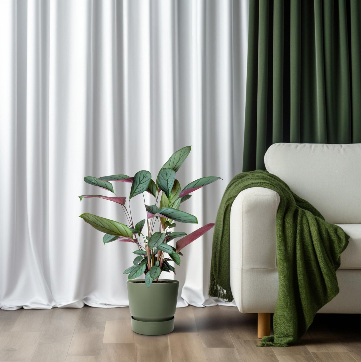 Ctenanthe Setosa – Pflegeleichte Trendpflanze Ø17cm