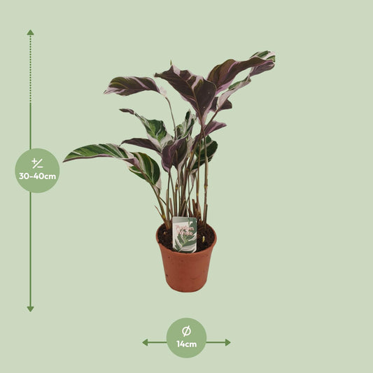 Calathea Fusion White Basic – Pflegeleichte Zimmerpflanze Ø14cm