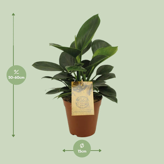 Philodendron Oxypure – Pflegeleichte tropische Zimmerpflanze Ø15cm