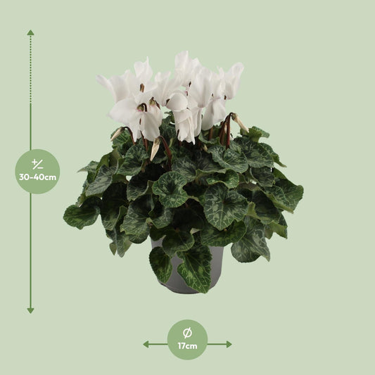 Cyclamen Weiß Ø17cm – Pflegeleichte Blühpflanze