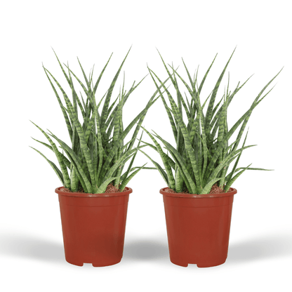 Frauenzunge 'Fernwood Punk' 2er Set – Pflegeleichte Zimmerpflanzen Ø12cm