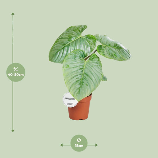 Philodendron Sodiroi – Pflegenleichte Zimmerpflanze Ø15cm