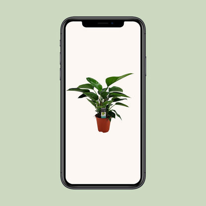 Philodendron Congo Apple – Pflegeleichte Zimmerpflanze 65 cm