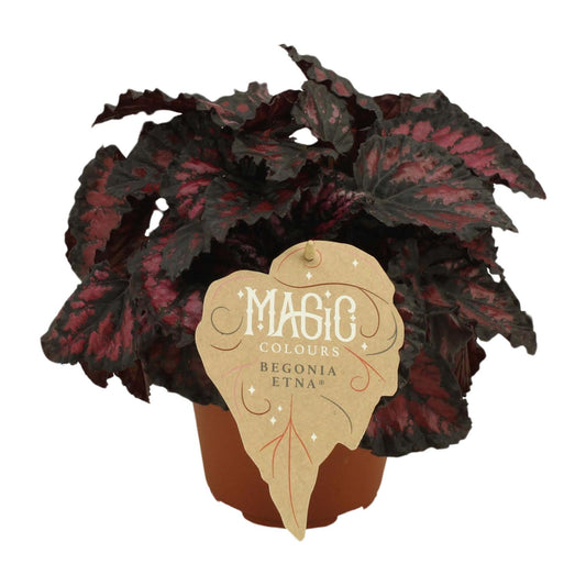 Begonia Rex Etna – Farbenfrohe Zimmerbegonie Ø12 cm