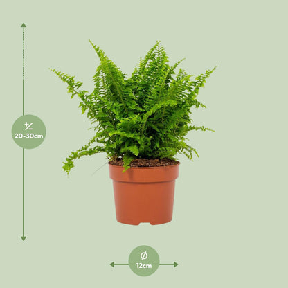 Bostonfarn Nephrolepis exaltata Ø12cm – pflegeleicht & luftreinigend