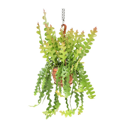 Epiphyllum Anguliger – Fischgrätenkaktus Ø21cm, 60cm hoch