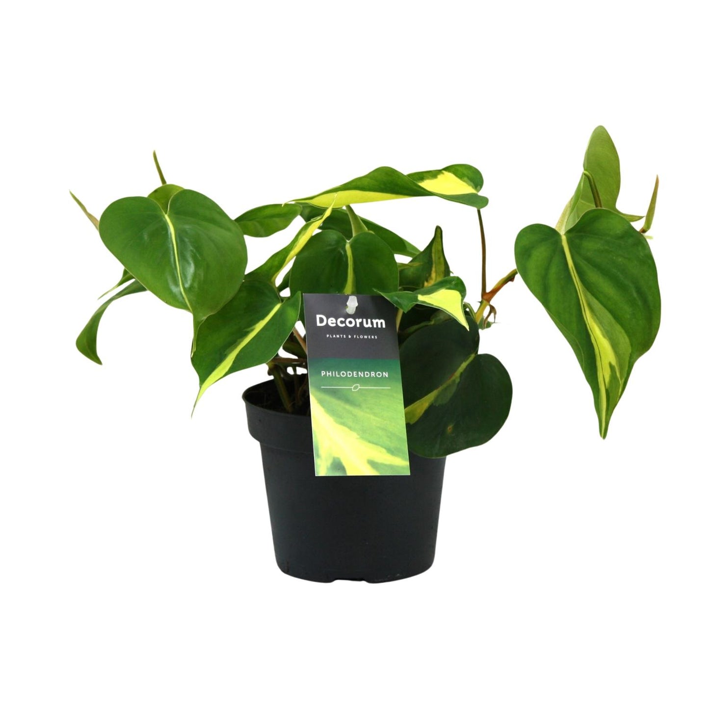 Philodendron Brasil Scandens – Pflegeleichte Zimmerpflanze Ø12cm