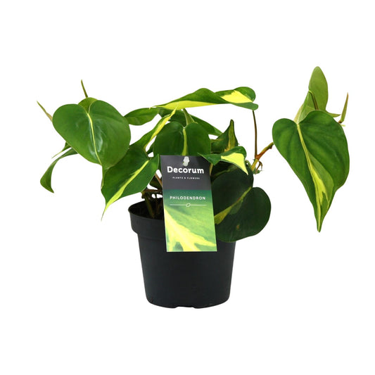 Philodendron Brasil Scandens – Pflegeleichte Zimmerpflanze Ø12cm