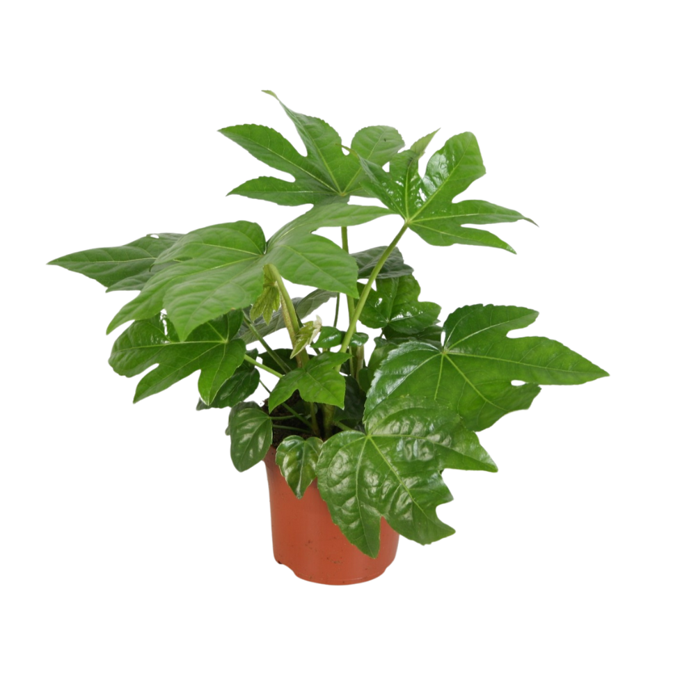 Fatsia Overig – Pflegeleichte Zimmerpflanze Ø12cm, 45cm hoch