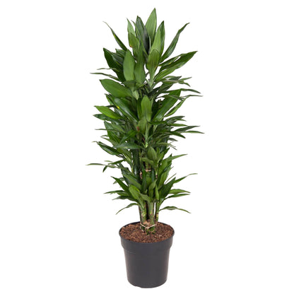 Dracaena Janet Lind vertakt – 110 cm, pflegeleicht & robust