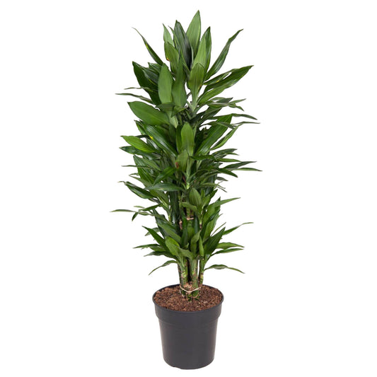 Dracaena Janet Lind vertakt – 110 cm, pflegeleicht & robust