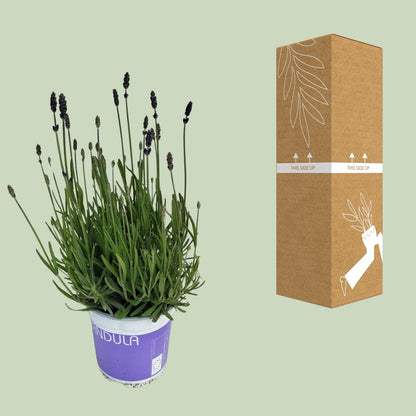 Lavendel 'Hidcote Blue' – Duftende, pflegeleichte Pflanze