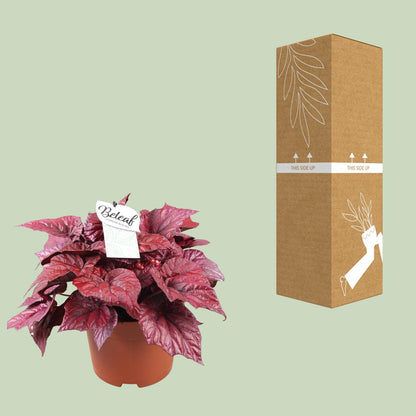 Begonia Beleaf Inca Flame – Farbintensive Zimmerpflanze Ø17cm