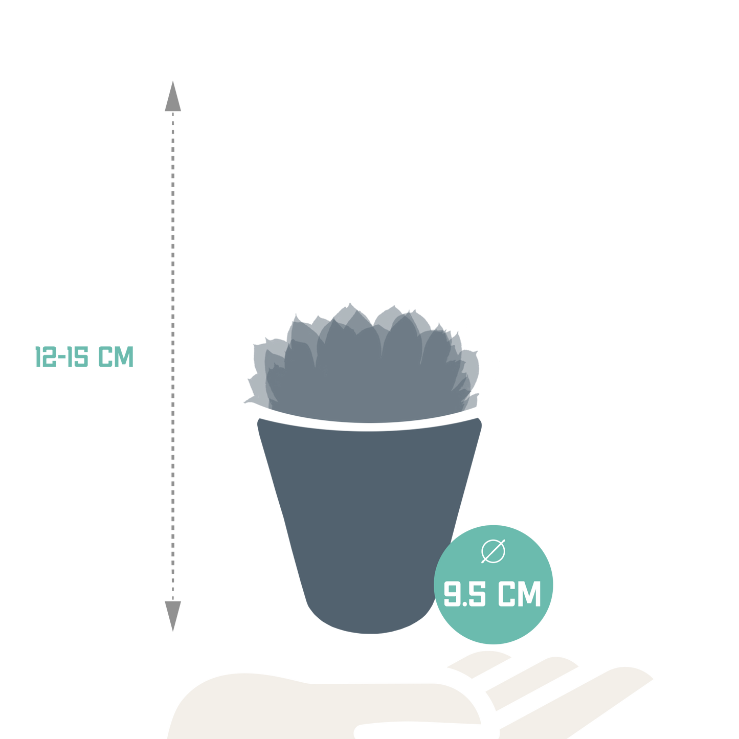 Echeveria 3er Set im weißen Topf – pflegeleicht & robust