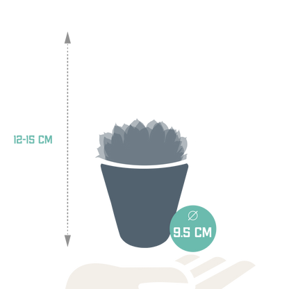 Echeveria 3er Set im weißen Topf – pflegeleicht & robust