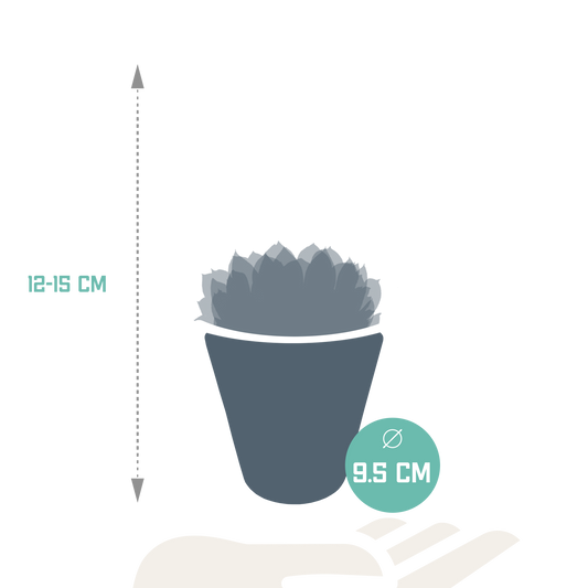 Echeveria 3er Set im weißen Topf – pflegeleicht & robust