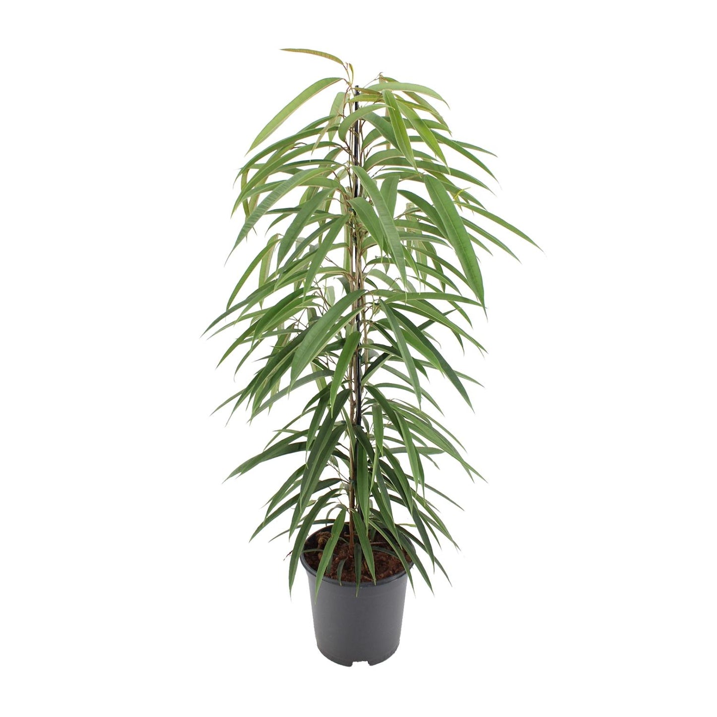 Ficus Binnendijkii Alii – Pflegeleichte luftreinigende Zimmerpflanze Ø21cm