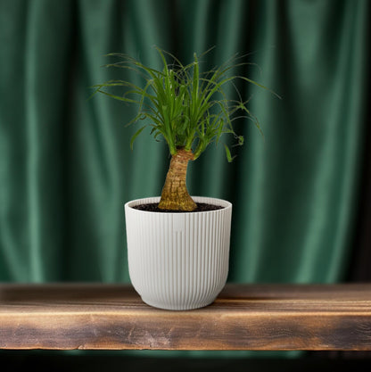 Beaucarnea Nolina – Pflegeleichter Elefantenfuß Ø14cm