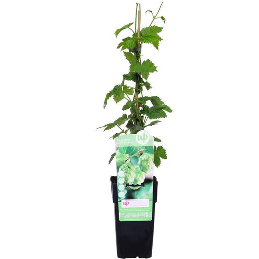 Hopfen 'Nordbrau' – Robuste Bierpflanze Ø15cm