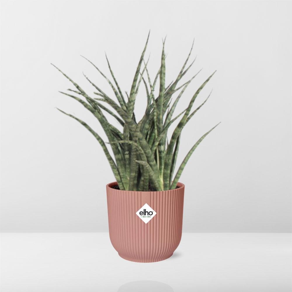 Sansevieria Fernwood Punk in ELHO Vibes Fold 14cm rosa