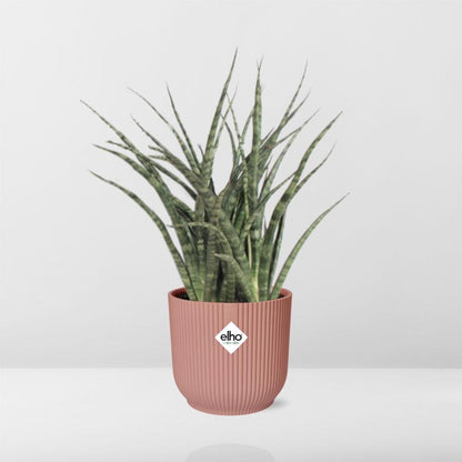 Sansevieria Fernwood Punk in ELHO Vibes Fold 14cm rosa